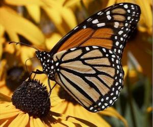 Puzzle papillon sur une fleur jaune