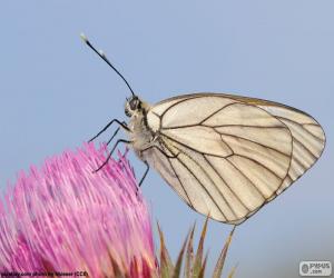 Puzzle Papillon sur une fleur rose