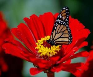 Puzzle Papillon sur une fleur
