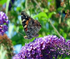 Puzzle Papillon sur une fleur