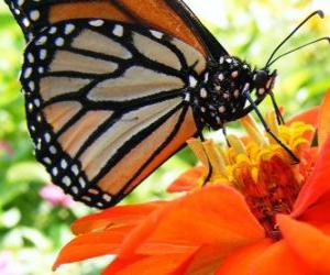 Puzzle papillon sur une fleur