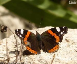 Puzzle Papillon sur une roche