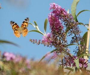 Puzzle Papillon survolant les fleurs