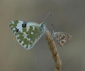 Puzzle papillons au repos sur une plante