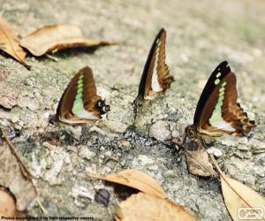 Puzzle Papillons sur un tronc