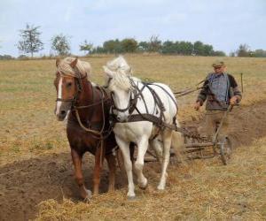 Puzzle Paves de labourer avec des chevaux