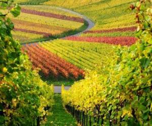 Puzzle paysage d'automne dans le vignoble