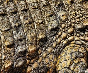 Puzzle Peau de crocodile