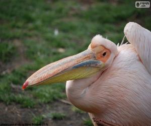 Puzzle Pelican rose