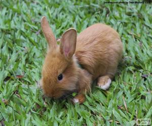 Puzzle Petit lapin