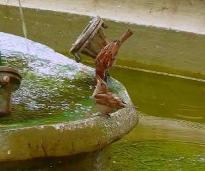 Puzzle Petits oiseaux pataugeant dans une fontaine