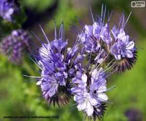 Puzzle Phacelia tanacetifolia