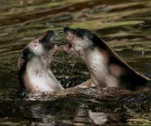 Puzzle Phoques dans l'eau