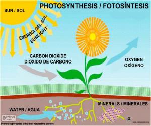 Puzzle Photosynthèse