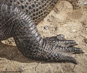 Puzzle Pied de crocodile