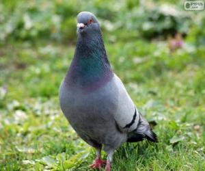 Puzzle Pigeon commun