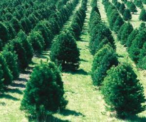 Puzzle plantation d'arbres de Noël