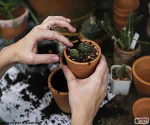 Puzzle Planter un cactus