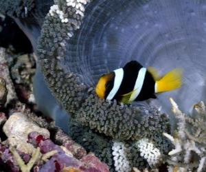 Puzzle Poisson dans le fonds de la mer