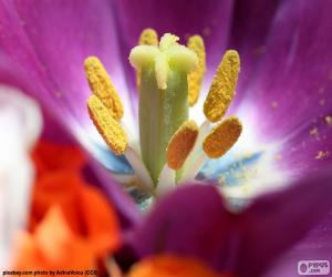 Puzzle Pollen d’une fleur