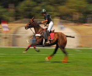 Puzzle Polo joueurs qui jouent à un jeu