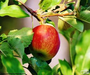 Puzzle Pomme dans l’arbre