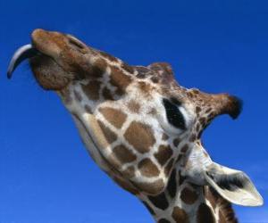 Puzzle Portrait de la  tête d'une girafe belle