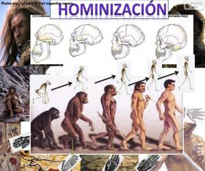 Puzzle Processus d'hominisation