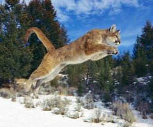 Puzzle Puma bondissant