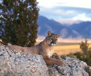 Puzzle Puma, cougar ou lion des montagne, un grand félin solitaire