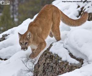 Puzzle Puma la marche