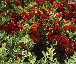 Puzzle Pyracantha coccinea