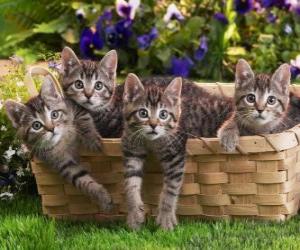 Puzzle Quatre chatons dans un panier