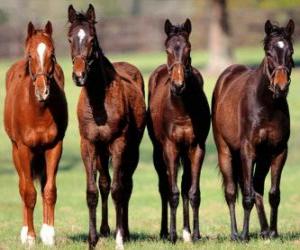 Puzzle Quatre chevaux