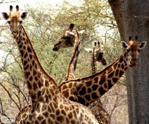 Puzzle Quatre girafes