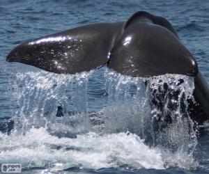 Puzzle Queue de baleine