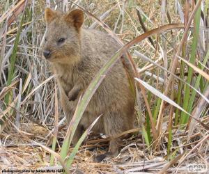 Puzzle Quokka