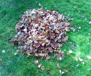Puzzle Ramassage des feuilles mortes