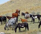 Troupeau de chevaux sauvages