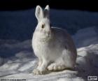 Lapin blanc