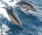 Puzzle ou casse-tête de deux dauphins sautant dans la mer