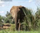 Éléphant dans la jungle