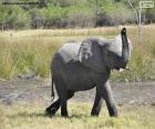 Éléphant avec le tube à haute