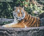 Tigre se trouvant sur une roche grise