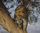 Léopard ou panthère sur la branche d'un arbre