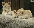 De jeunes Lions