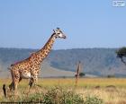 Girafe dans le paysage