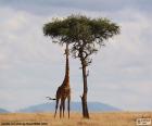 Girafe manger des feuilles d’un arbre solitaire