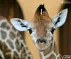 Tête de jeune girafe