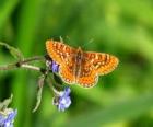 Papillon en volant vers une fleur